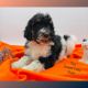 Bernedoodle Puppies for sale in Grinnell, IA 50112, USA. price: $2,000