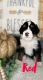 Bernedoodle Puppies for sale in Celina, OH 45822, USA. price: NA