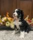 Bernedoodle Puppies for sale in Great Falls, MT, USA. price: NA