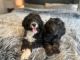 Bernedoodle Puppies for sale in Locust Grove, OK 74352, USA. price: $50,000