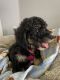 Bernedoodle Puppies for sale in Orlando, FL, USA. price: NA