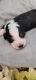 Bernedoodle Puppies for sale in Lake City, FL, USA. price: NA