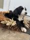 Bernedoodle Puppies for sale in Rogers, AR, USA. price: $1,000