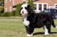 Bernedoodle Puppies for sale in Wauseon, OH 43567, USA. price: $1,500