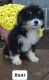 Bernedoodle Puppies for sale in Nathalie, VA 24577, USA. price: $475