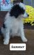 Bernedoodle Puppies for sale in Nathalie, VA 24577, USA. price: $600