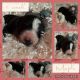 Bernedoodle Puppies for sale in Kensington, OH 44427, USA. price: NA