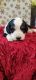 Bernedoodle Puppies for sale in Jacksonville, FL, USA. price: NA