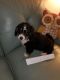Bernedoodle Puppies for sale in Columbia, SC, USA. price: NA