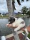 Bernedoodle Puppies for sale in 1845 SE 2nd St, Cape Coral, FL 33990, USA. price: NA