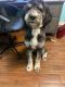 Bernedoodle Puppies for sale in Kansas City, MO, USA. price: $2,500