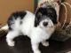 Bernedoodle Puppies for sale in Kent, OH, USA. price: NA