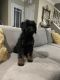 Bernedoodle Puppies for sale in Langhorne, PA, USA. price: NA