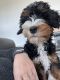 Bernedoodle Puppies for sale in 15054 NE 29th St, Cambridge, IA 50046, USA. price: $3,500