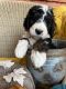 Bernedoodle Puppies for sale in Portland, OR, USA. price: $1,950