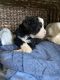 Bernedoodle Puppies for sale in Gilbert, AZ 85295, USA. price: $3,500