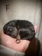 Bernedoodle Puppies for sale in Anderson, IN, USA. price: $1,200