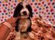 Bernedoodle Puppies for sale in New York, NY, USA. price: $500