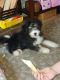 Bernedoodle Puppies for sale in Escondido, CA, USA. price: NA