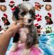Bernedoodle Puppies for sale in Orlando, FL, USA. price: NA