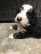 Bernedoodle Puppies for sale in Georgetown, KY 40324, USA. price: NA