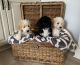 Bernedoodle Puppies for sale in Ponte Vedra Beach, FL 32082, USA. price: NA