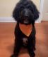 Bernedoodle Puppies for sale in Berwyn, IL 60402, USA. price: NA