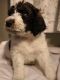 Bernedoodle Puppies for sale in Stevens, PA, USA. price: NA
