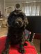 Bernedoodle Puppies for sale in Panama City Beach, FL, USA. price: $900