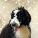 Bernedoodle Puppies for sale in Dundee, OH 44624, USA. price: $350