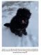 Bernedoodle Puppies for sale in Eagle Lake, MN, USA. price: $1,200
