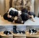Bernedoodle Puppies for sale in Duluth, MN 55804, USA. price: $3,800