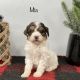 Bernedoodle Puppies for sale in Goshen, IN, USA. price: $1,000