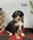 Bernedoodle Puppies for sale in Goshen, IN, USA. price: $1,500