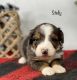 Bernedoodle Puppies for sale in Goshen, IN, USA. price: $1,500