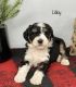 Bernedoodle Puppies for sale in Goshen, IN, USA. price: NA