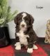 Bernedoodle Puppies for sale in Goshen, IN, USA. price: $1,000