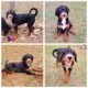 Bernedoodle Puppies for sale in Grand Rapids, OH 43522, USA. price: $900