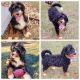 Bernedoodle Puppies for sale in Grand Rapids, OH 43522, USA. price: $750