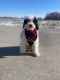 Bernedoodle Puppies for sale in Eagle Lake, MN, USA. price: $1,500