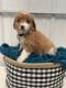 Bernedoodle Puppies for sale in Eagle Lake, MN, USA. price: $2,800
