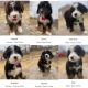 Bernedoodle Puppies for sale in Eagle Lake, MN, USA. price: $2,500