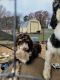 Bernedoodle Puppies for sale in Talihina, OK 74571, USA. price: $800