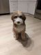 Bernedoodle Puppies for sale in Denver, CO, USA. price: NA