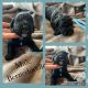 Bernedoodle Puppies for sale in London, KY, USA. price: $400