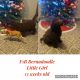 Bernedoodle Puppies for sale in Mayer, AZ 86333, USA. price: $500