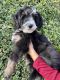 Bernedoodle Puppies for sale in Covina, CA, USA. price: $4,500