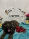 Bernedoodle Puppies for sale in Carlisle, KY 40311, USA. price: $2,500