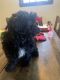Bernedoodle Puppies for sale in Westfield, NJ 07090, USA. price: $900