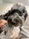 Bernedoodle Puppies for sale in Aurora, CO, USA. price: $2,000